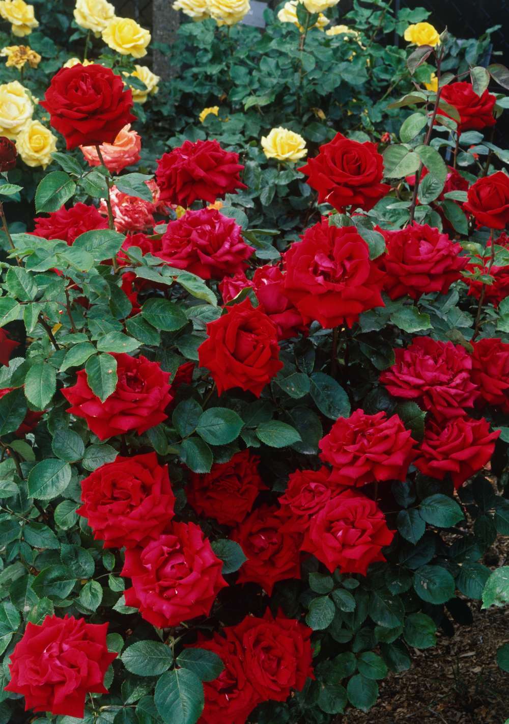 Rose 'Ingrid Bergman®'